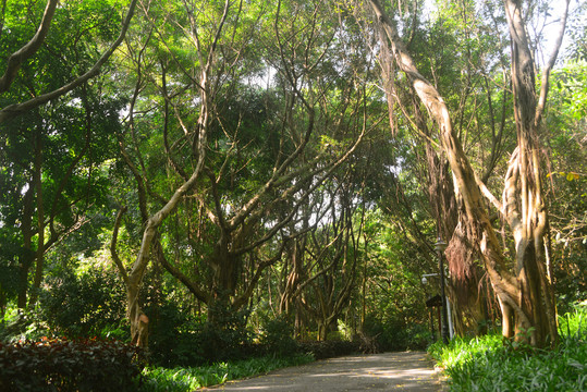 深圳笔架山林荫道