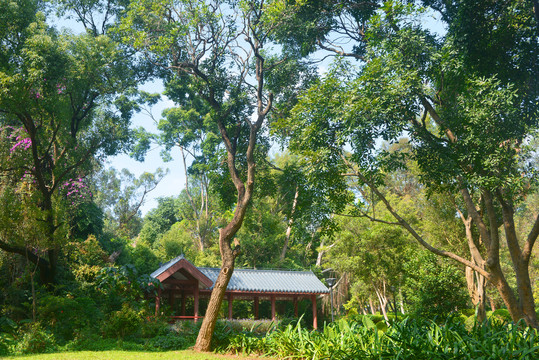 深圳笔架山林荫下的长廊