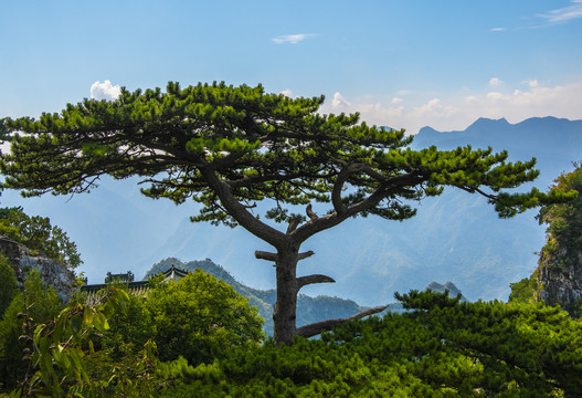 北京房山圣莲山迎客松