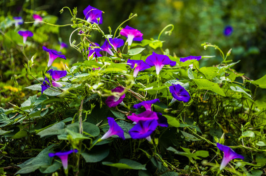 牵牛花喇叭花