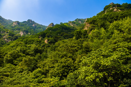 山区森林植被