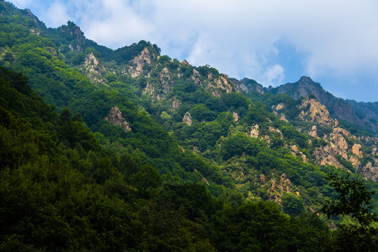 山区森林植被