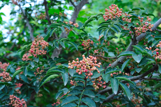 花椒满枝头