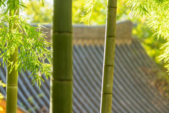 竹林逆光特写