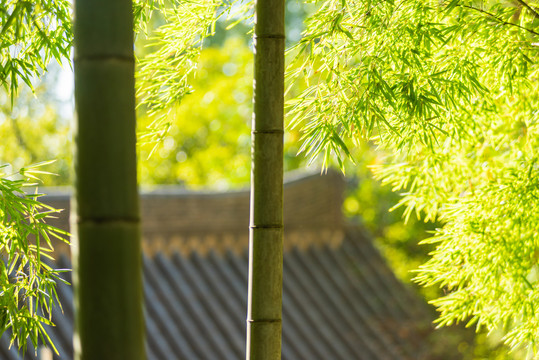 竹林逆光特写