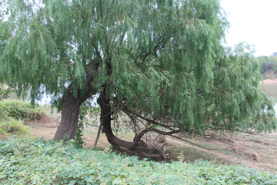 河边一棵树坚强