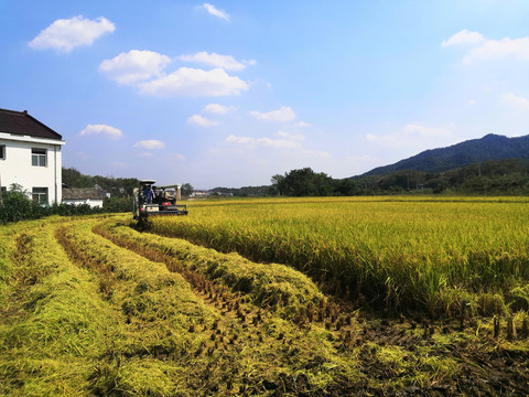 田野