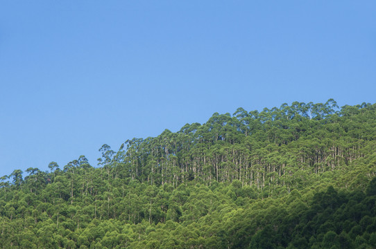 桉树林经济林木