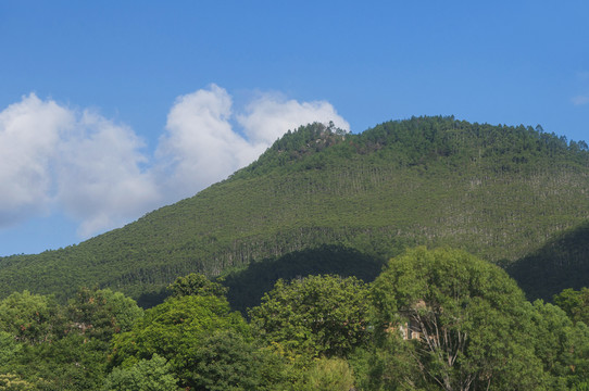 桉树林山头青山风景