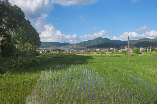 福建农田稻田风景