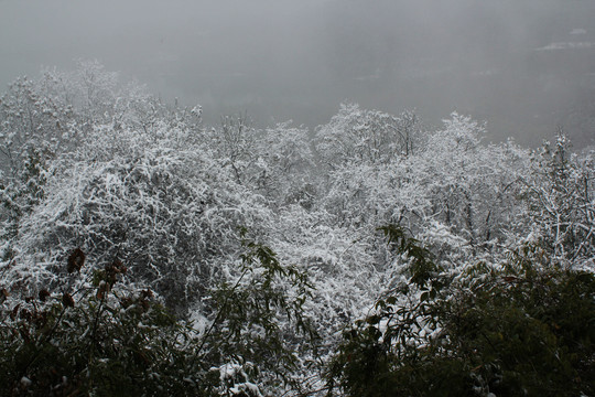 葛岭雪景