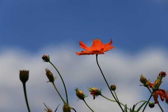 格桑花