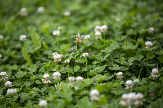 花草蜜蜂植物