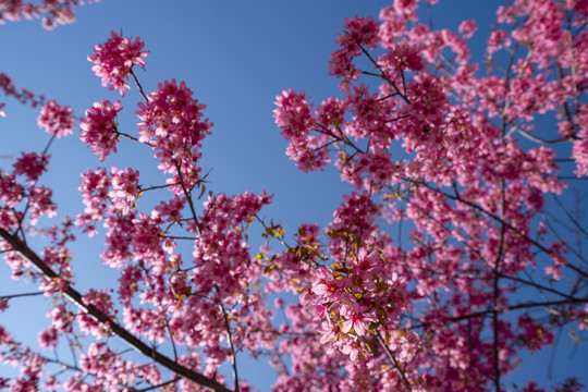 樱花