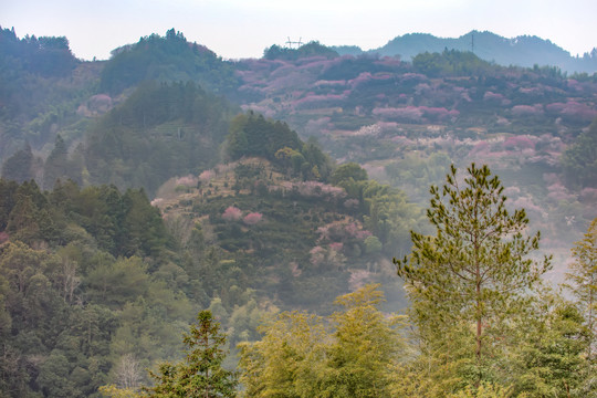 卖花渔村