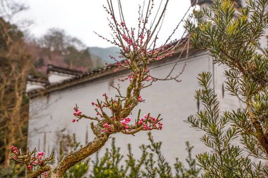 卖花渔村