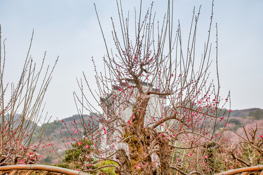 卖花渔村