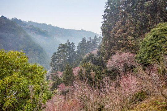 卖花渔村梅林