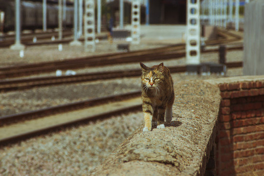 眼神犀利帅气独行流浪猫