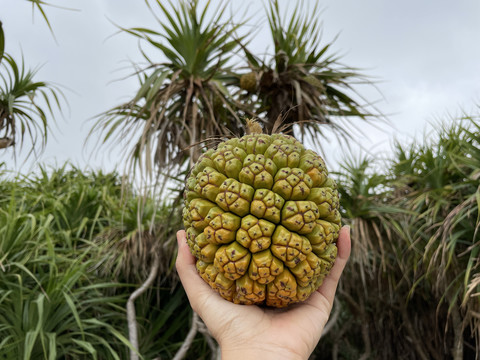 露兜树果假菠萝