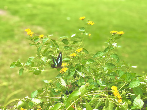 蝶恋花