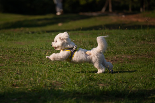 在草坪上奔跑的比熊犬