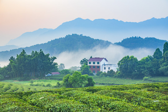 下涯生态茶园