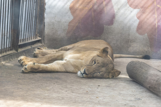 动物园里一只正在睡觉的狮子