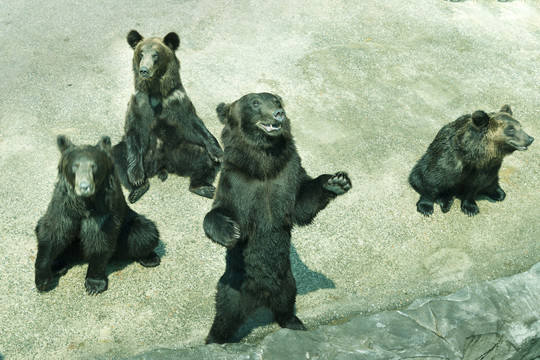 湖州动物世界熊园