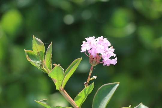 紫薇花1