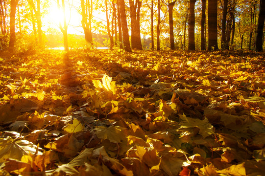 树林落叶秋季唯美背景
