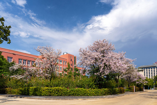 大学校园