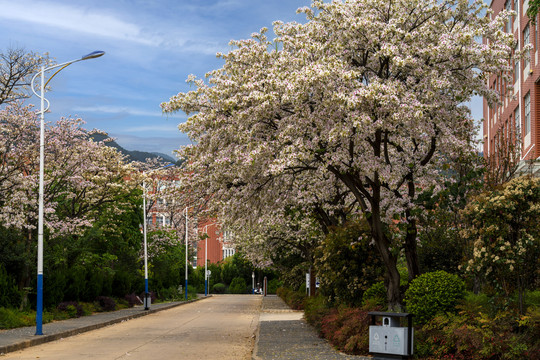 大学校园