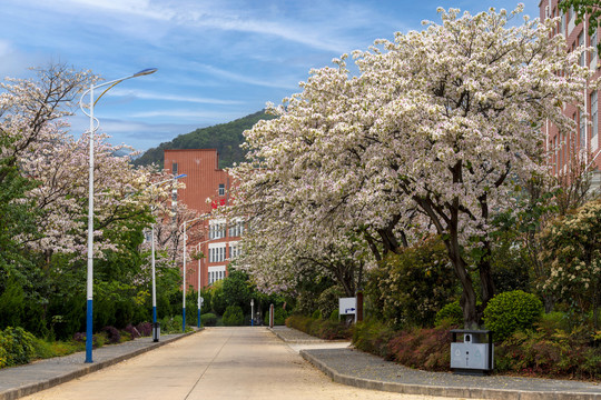 大学校园