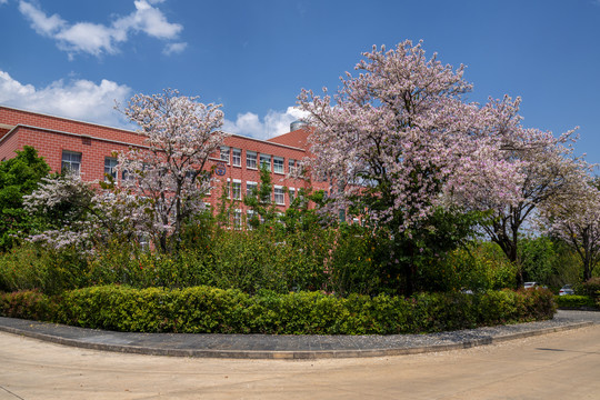 大学校园