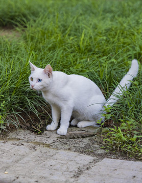 颐和园里的小野猫