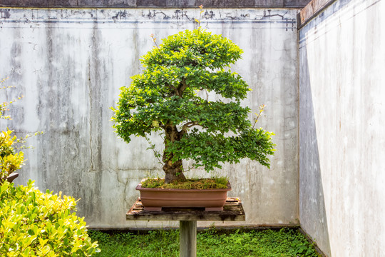 鲍家花园