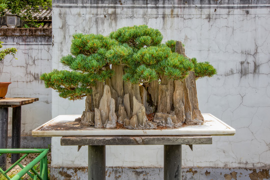 鮑家花園