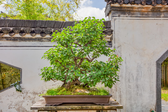 鲍家花园