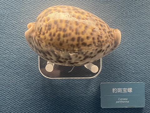 豹斑宝螺