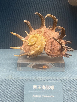 帝王海豚螺