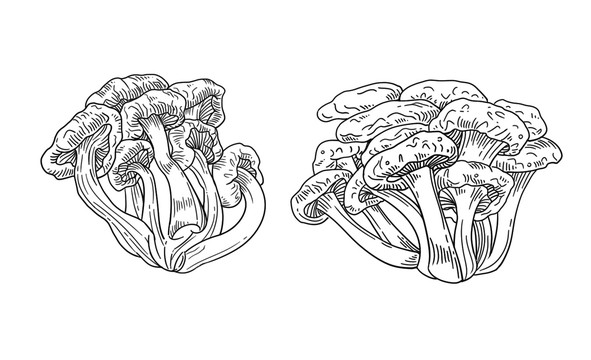 菌菇插画