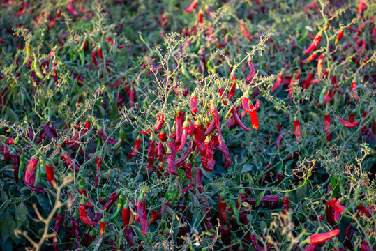 红朝天椒种植