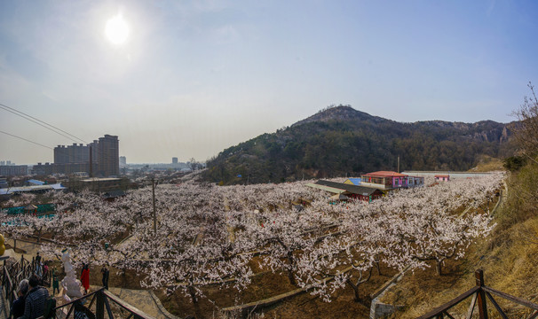 丹东东港孤山杏梅园