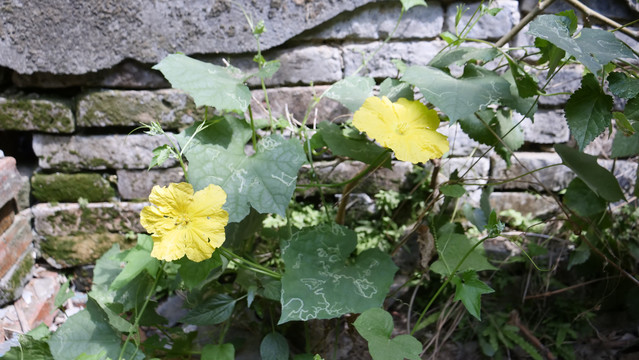 丝瓜花