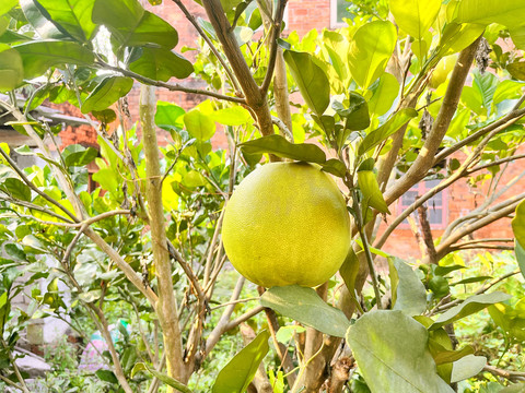 家庭院子里种植的柚子