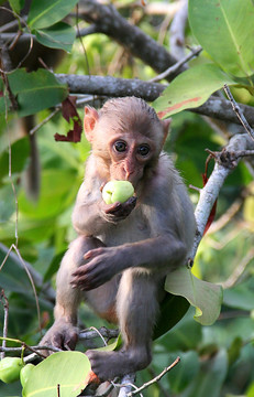吃果子的猴子