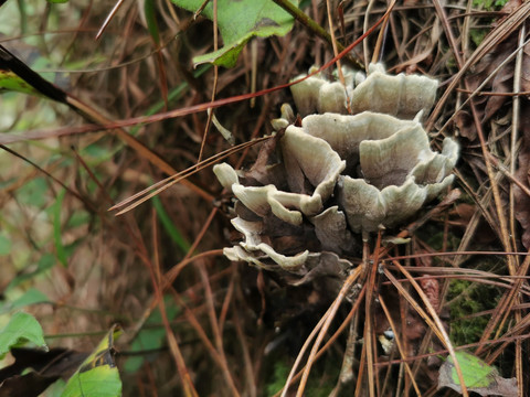 干巴菌