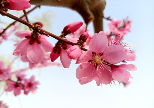 桃花