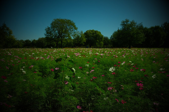 北京奥森菊花园